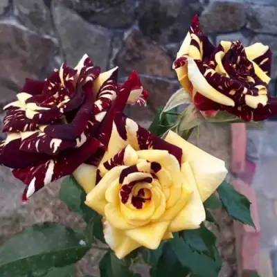 Роза АБРАКАДАБРА чайно-гибридная в Горках