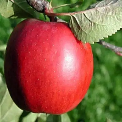 Яблоня РЕДФРИ в Горках