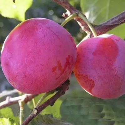 Слива ДЕЛИКАТНАЯ в Горках