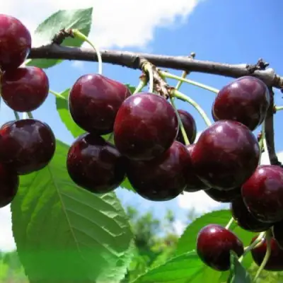 Дюк ЧУДО-ВИШНЯ в Горках