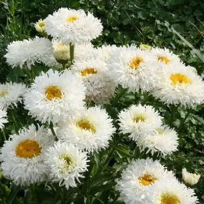 Нивяник КРЕЙЗИ ДЕЙЗИ наибольший в Горках