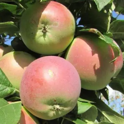 Яблоня МОСКОВСКОЕ ЗИМНЕЕ в Горках