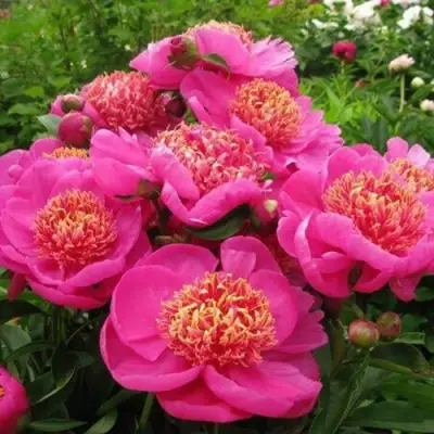 Пион ДОРИН травянистый в Горках