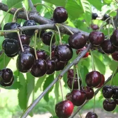 Черешня ЛЮБИМИЦА АСТАХОВА в Горках