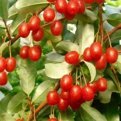 ГУМИ (ЛОХ МНОГОЦВЕТКОВЫЙ) в Горках