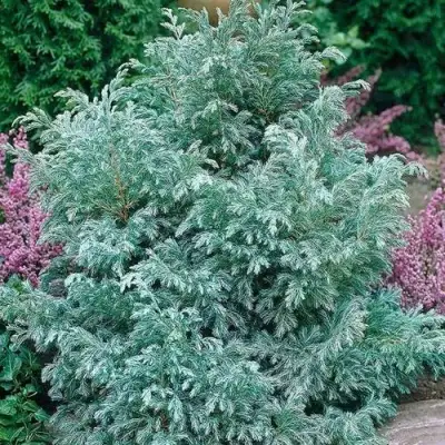 Кипарисовик БУЛЕВАРД горохоплодный в Горках