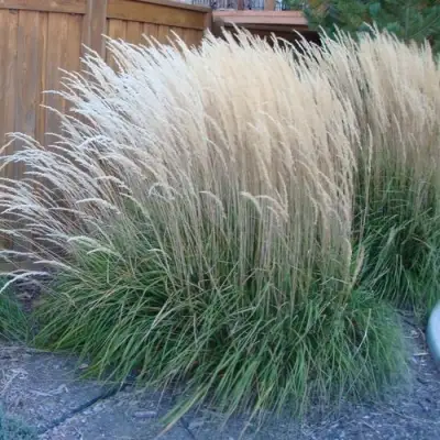 Вейник КАРЛ ФОРСТЕР остроцветковый в Горках