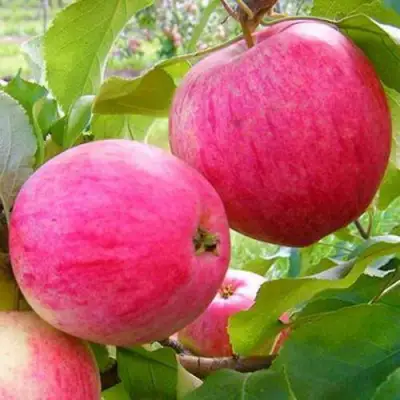 Яблоня РОЗОВЫЙ НАЛИВ в Горках