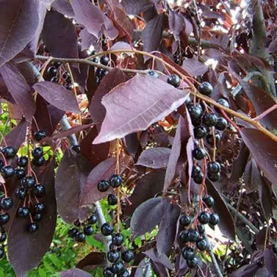 Черемуха виргинская ШУБЕРТ в Горках