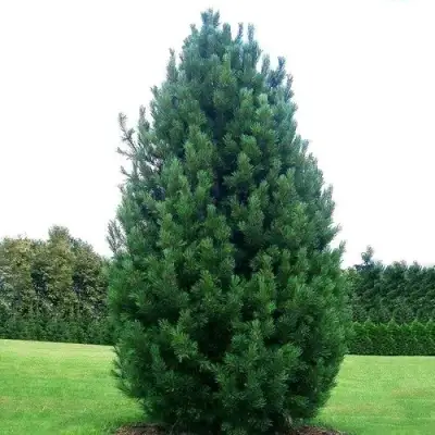 Сосна кедровая европейская в Горках