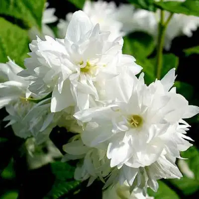 Жасмин ДАМ БЛАНШ в Горках