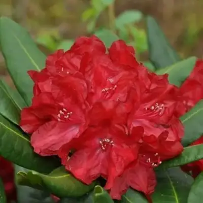 Рододендрон БУЗУКИ в Горках