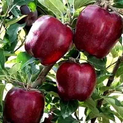 Яблоня РЕД ЧИФ в Горках