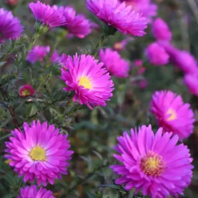 Астра КАРМИНКУППЕЛЬ в Горках