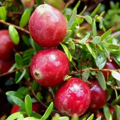 Клюква СТИВЕНС в Горках