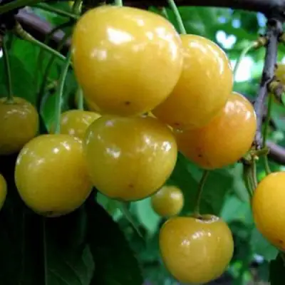 Черешня РОССОШАНСКАЯ ЗОЛОТАЯ в Горках