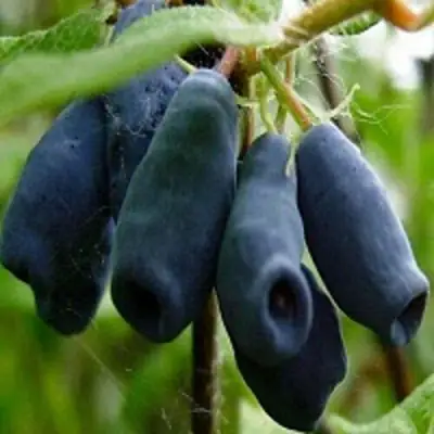 Жимолость съедобная НАРЫМСКАЯ в Горках