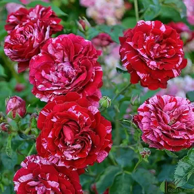 Роза ДИП ИМПРЕШН флорибунда в Горках