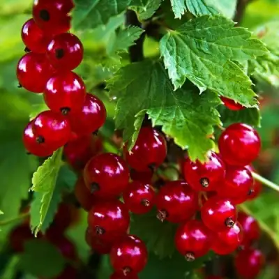 Смородина красная РОЛАН в Горках