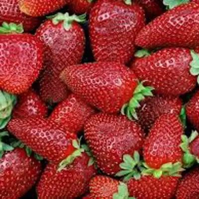 Клубника СКАЛА в Горках