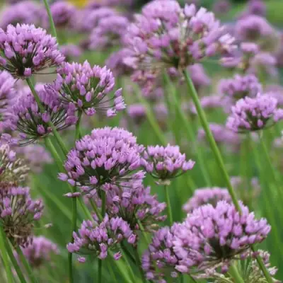 Лук угловатый в Горках