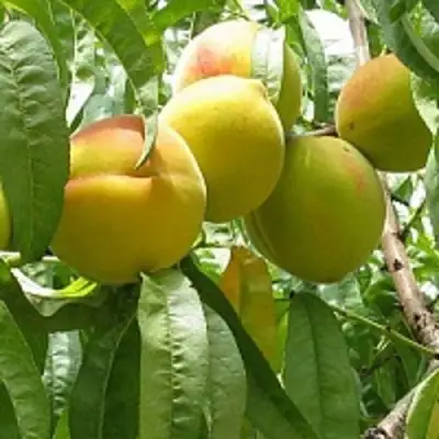 Персик СЕЯНЕЦ СТАРКА в Горках