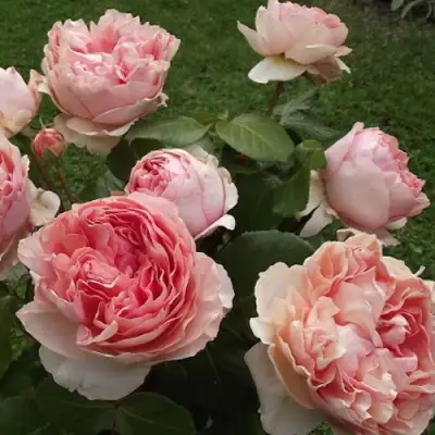 Роза ФИЛИНГ чайно-гибридная в Горках