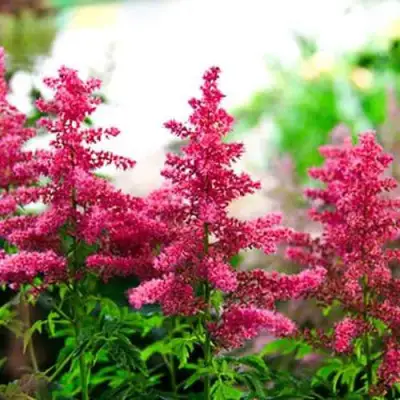 Астильба ЮНИК КАРМИН гибридная в Горках
