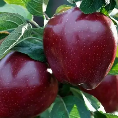 Яблоня РЕД ЧИФ в Горках
