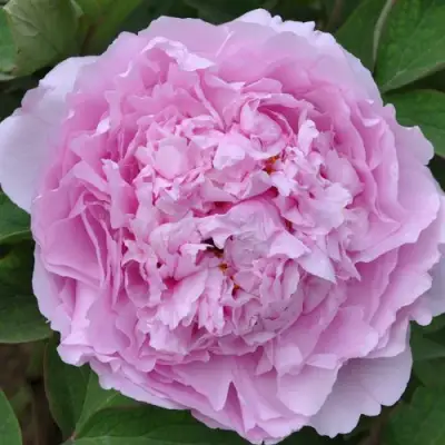 Пион ПРОЗРАЧНАЯ РОСА древовидный в Горках