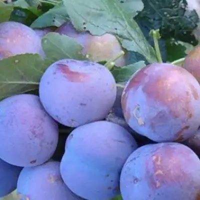 Слива НАГРАДА НЕМАНСКАЯ в Горках