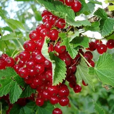 Смородина красная ГОЛЛАНДСКАЯ КРАСНАЯ в Горках