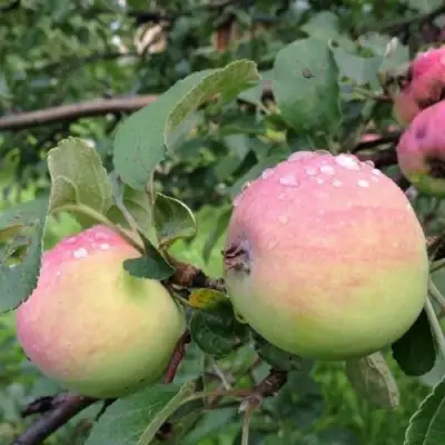 Яблоня УТРО в Горках