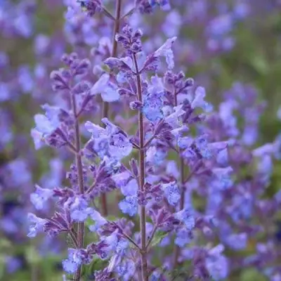 Котовник КИТ КЭТ фассена в Горках