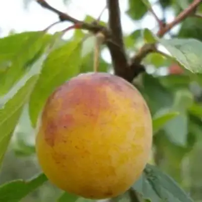 Слива ЯХОНТОВАЯ в Горках