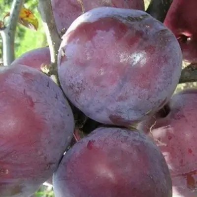 Слива ПАННА в Горках