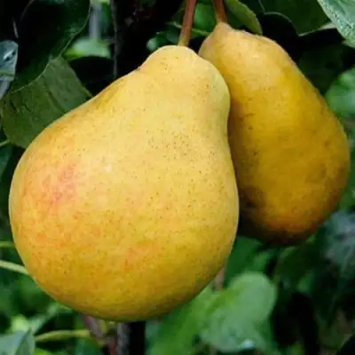 Груша ВЕЛИКАЯ ЛЕТНЯЯ (БОЛЬШАЯ ЛЕТНЯЯ) в Горках