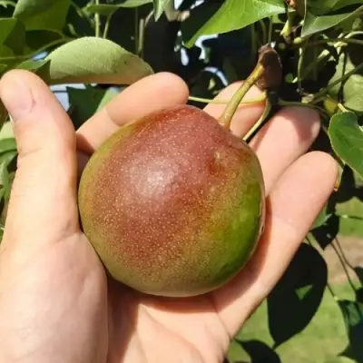 Груша КУПАЛА в Горках