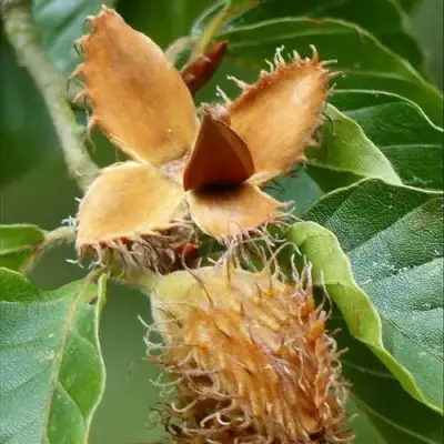 Бук обыкновенный в Горках