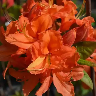 Азалия МАНДАРИН ЛАЙТС листопадная в Горках