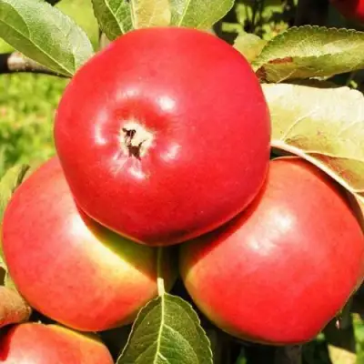 Яблоня СЯБРЫНА в Горках