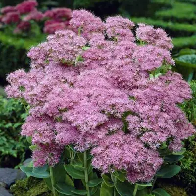 Очиток (седум) БРИЛЛИАНТ в Горках