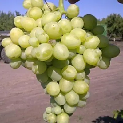 Виноград АРКАДИЯ в Горках