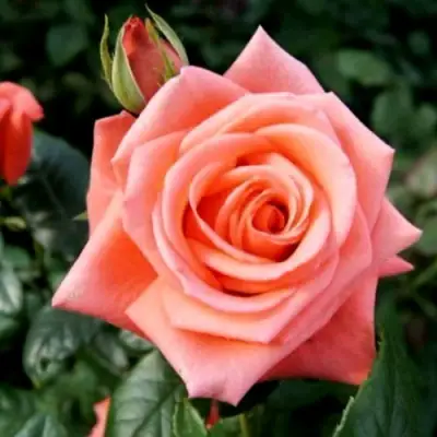 Роза ВАУ чайно-гибридная в Горках