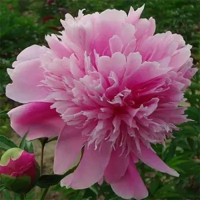 Пион ГОЛУБАЯ ХРИЗАНТЕМА травянистый в Горках