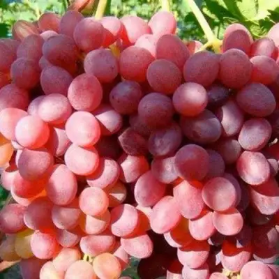 Виноград КИШМИШ КРАСНЫЙ в Горках