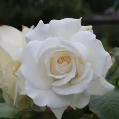 Роза АНАСТАСИЯ чайно-гибридная в Горках