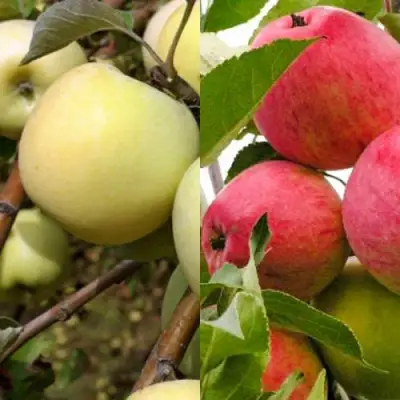 Комплект ЯБЛОЧНЫЙ ТАНДЕМ в Горках