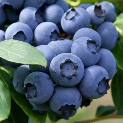 Голубика СПАРТАН в Горках