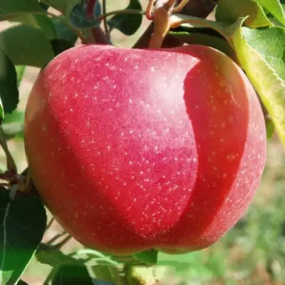 Яблоня ЭЛИЗА в Горках